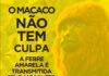 Macacos funcionam como sentinelas de Toledo contra a Febre Amarela