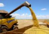 Paraná deve produzir 25,5 milhões de toneladas de grãos na safra de verão