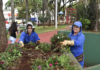 Prefeitura inicia substituição das flores de canteiros, praças e jardins