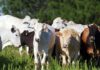 Chancela como área livre de febre aftosa sem vacinação foi a marca da defesa agropecuária em 2021