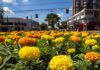 Flores encantam os espaços públicos de Toledo