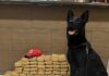 Cão farejador frustra tráfico de maconha que saiu de Guaíra