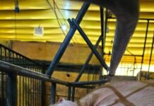 Manejo correto em UPDs aumenta desempenho no número de leitões desmamados e lucro dos suinocultores .