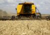 Produção de trigo deve alcançar 3,61 milhões de toneladas na atual safra no Paraná
