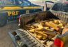 Homem é flagrado pela PRF transportando 135 quilos de maconha carregados em Guaíra
