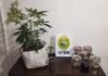 Polícia encontra estufa com maconha em residência de Toledo