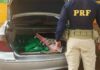 Polícia Rodoviária apreende mais de 100 kg de maconha em carro com placas paraguaias na BR 277