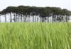 Paraná pode ter maior área de cevada da história e aumentar liderança nacional de produção