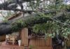Forte chuva derruba árvore no BNH Barão, em Toledo