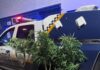 Guarda Municipal localiza e apreende maconha plantada em via pública de Toledo