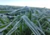 Lavouras de milho, trigo e hortaliças podem ter prejuízos significativos com a geada no Paraná