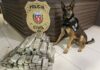 Cães da polícia civil tiraram de circulação quase seis toneladas de drogas em 2025