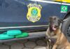 Cão farejador encontra drogas em ônibus em Toledo e passageiro é identificado