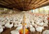 Frango volta a valorizar nas granjas do país