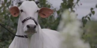 Nelore de R$ 54 Milhões: Vaca bate recorde mundial em leilão no Paraná