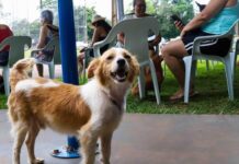CastraPet Paraná chega a Toledo e prevê castração de 280 animais