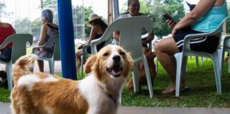CastraPet Paraná chega a Toledo e prevê castração de 280 animais