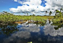 Comitês de Bacias Hidrográficas do Paraná definem planejamento para 2026