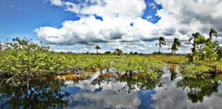 Comitês de Bacias Hidrográficas do Paraná definem planejamento para 2026