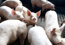 Exportação de carne suína do Paraná cresce 7,9% em 2025 e atinge maior volume da história