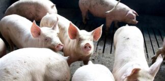 Exportação de carne suína do Paraná cresce 7,9% em 2025 e atinge maior volume da história