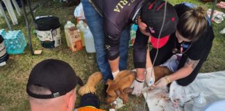 Rede de manejo que atua em desastres amparou 2,3 mil animais em Rio Bonito do Iguaçu