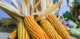 Exportações paranaenses de milho crescem 179% e receitas triplicam em 2025