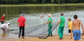 Ataques de piranhas levam à interdição temporária de praia em Santa Helena