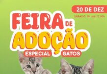 Está chegando a Feira de Adoção especial para gatos
