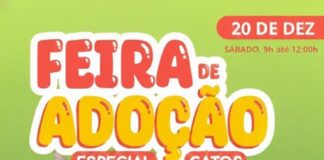 Está chegando a Feira de Adoção especial para gatos