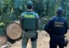 Indígena é condenado por desmatar área protegida equivalente a 16 campos de futebol, no Paraná