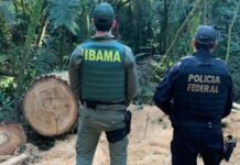 Indígena é condenado por desmatar área protegida equivalente a 16 campos de futebol, no Paraná