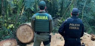 Indígena é condenado por desmatar área protegida equivalente a 16 campos de futebol, no Paraná