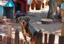 Mais de 40 cães aguardam adoção no Instituto Guardiões das Patas, em Toledo