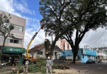 Prefeitura realiza remoção preventiva de árvores na Almirante Barroso