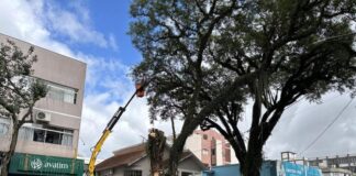 Prefeitura realiza remoção preventiva de árvores na Almirante Barroso