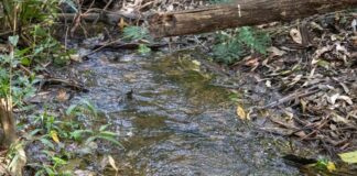 Meio Ambiente realiza plantio de espécies nativas na nascente do Rio Toledo