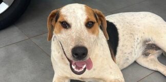 Morre cachorro comunitário baleado no bairro Tocantins, em Toledo