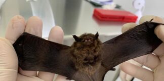 Calor intensifica presença de morcegos e Saúde alerta para cuidados com a raiva