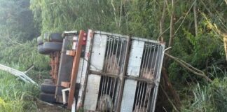 Carreta com carga de porcos tomba na Serrinha da BR-163, entre Mercedes e Guaíra