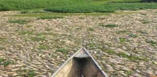 Centenas de peixes mortos se espalham por 4 km de rio e Secretaria do Meio Ambiente relata ‘cheiro de defensivo agrícola’ no Paraná