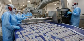 Com nova lei, Paraná fecha o cerco à tilápia importada