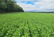 Cultivares desenvolvidas no Paraná são quase 40% das sementes de feijão do País