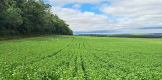 Cultivares desenvolvidas no Paraná são quase 40% das sementes de feijão do País