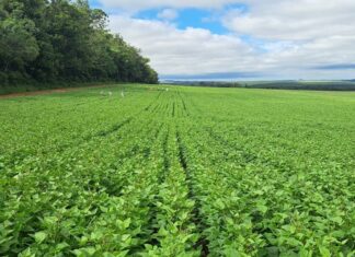 Cultivares desenvolvidas no Paraná são quase 40% das sementes de feijão do País