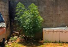 Homem é flagrado com maconha para consumo pessoal no Jardim Coopagro
