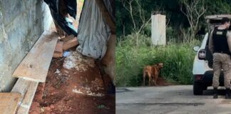 Homem é preso por abuso sexual contra cachorro em Santa Tereza do Oeste