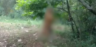 Homem é preso suspeito de enforcar e matar cachorro no Paraná