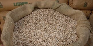 Maior produtor do Brasil, Paraná já colheu 72% da “safra das águas” do feijão