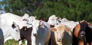 Nova portaria da Adapar facilita a emissão da Certidão de Estabelecimento Rural